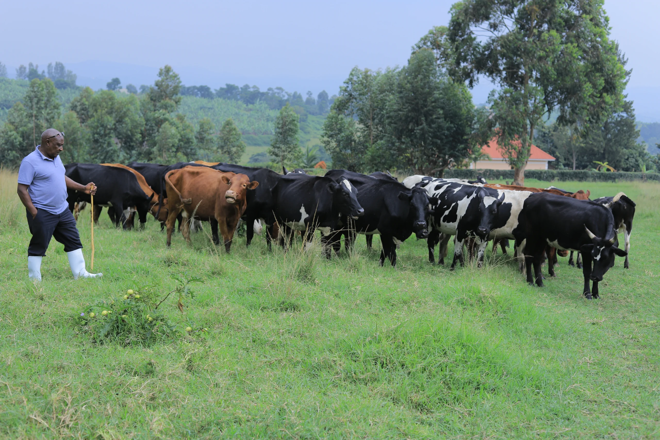 Affordable SACCO loans for agriculture, business and school fees